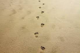 Footprints in the sand 👣. Footprint Sand Alone Free Photo On Pixabay