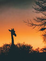 Inside Zimbabwe S Mana Pools National Park Your Ultimate Safari Guide Travel Around The World Asia Travel National Parks