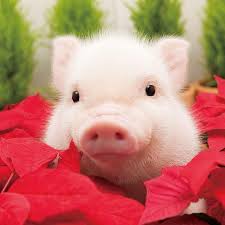 Pin By Aleksandra Kotolinska On Pig Meme Cute Animals Baby Pigs Cute Baby Pigs