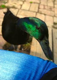 A domesticated duck can potentially carry diseases to which wild ducks have no immunity. Keeping Pet Ducks Ducklings Imprinting And Ethical Treatment Pethelpful By Fellow Animal Lovers And Experts