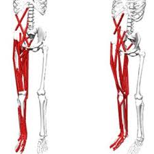 Muscle muscles muscular weight nerve strength arm skin flesh workout soul power force hair breast green life bio health sports sport med pure doctor fit. Joint Names And Locations Axis Legend Shows X Axis Red Y Axis Download Scientific Diagram