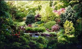 Lush Garden Forest Garden Food Forest Garden Landscape Design