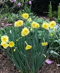 Narcissus Sun Disc Jonquilla Narcissi Narcissi Flower Bulb Index Bulb Flowers Daffodil Bulbs Planting Bulbs