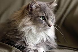 maine coon ozellikleri bakimi ve tarihcesi enpati net kedi turleri