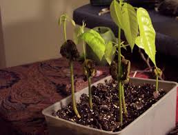 A plant produced from a seed is less likely to produce fruit, but it will make a lovely tree. Grow Your Own Chocolate Tree Indoors Even In Cold Climates