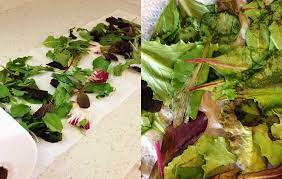 Do you know how to make a light salad that stands out? We Tested 5 Methods To Keep Salad Greens From Wilting Here S The One That Actually Worked Prevention