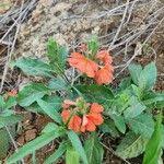 Image result for Crossandra mucronata