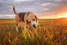 Dogs eating grass could be normal, but you need to look into the sort of grass your dog is grazing on. My Dog Eats Grass Is It Safe