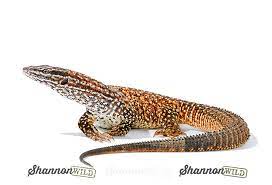 Clint looks at the these incredible lizards. Varanus Acanthurus H Ada Googlom