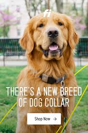 Get Peace Of Mind With The New Fi Smart Dog Collar Gps Tracking Activity Monitoring And Unmatched Battery Life Try Fi Today Smart Dog Dogs Beautiful Dogs