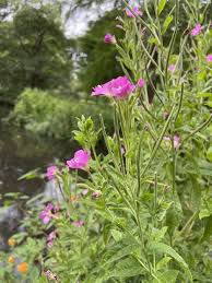 Image result for Warneckea cordiformis