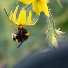 Fakt Nr 3 Kann Man Hummeln Kaufen Hummeln Sind Wichtige Bestauber Und Erhohen Den Ernteertrag Aus Diesem Grund Werden Sie Gern Hummeln Gewachs Wildbienen