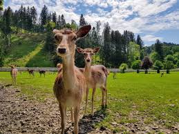 A wonderful hiking area at all altitudes. Mit Kindern Im Grossten Tierpark Karntens Top 10 Ausflugsziele