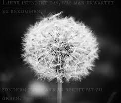 Pusteblume Mit Spruch Foto Bild Karten Und Kalender Mal Was Anderes Bild Mit Spruch Bilder Auf Fotocommunity
