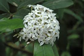 Image result for Acokanthera oblongifolia