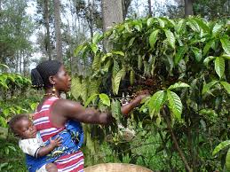 Create sustainable, digniﬁed jobs, and shared prosperity for africa. New Study Sheds Light On Unlocking The Potential Of Young People In Nigeria S Agribusiness Cabi Org