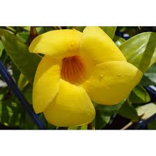 Image result for Allamanda schottii