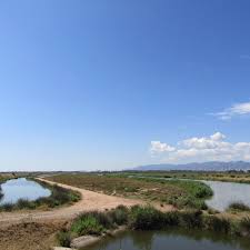 Wetlands play a number of functions, including water purification, water storage, processing of c. Medwet