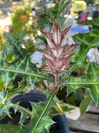 Image result for Acanthus montanus