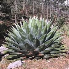 Image result for Agave