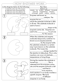 Huge Gcse Biology Worksheet Pack By Beckystoke Teaching Resources Tes Biology Worksheet Biology Notes Biology Resources
