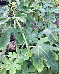 Image result for Adenia