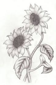Sunflower drawing easy at getdrawings com free for personal use. Two Sunflowers Intertwined Simple Rose Drawing Black And White Pencil Sketch White Background Sunflower Drawing Pencil Drawings Of Flowers Sunflower Sketches