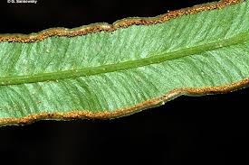 Image result for Pteris