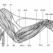 He's also the 2nd character in the fairy tail roster. Dorsal View Of The Superficial Muscles Of The Golden Pheasant Aba M Download Scientific Diagram