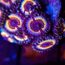 Powerball® costs $2 per play. Coral The Aquarium Cove