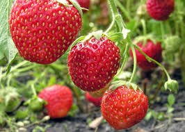 What is the best way to grow strawberries? Strawberries Planting Growing And Harvesting Strawberries At Home The Old Farmer S Almanac