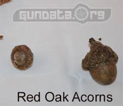 Red Oak Acorn Vs White Oak Acorn Vs Chestnuts As Deer Mast