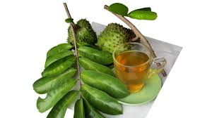 60 gram (20 kantung x 3 gram). Menilik Manfaat Teh Daun Sirsak Untuk Kesehatan Tubuh