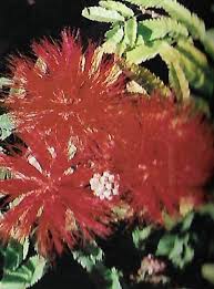 Image result for Calliandra tweedii
