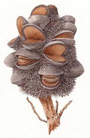 Banksia Serrata Australian Botanical Illustration Art Gallery Australian Wildflowers Australian Native Flowers Botanical Illustration