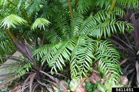 Image result for Marattiaceae