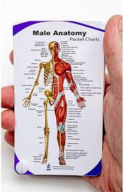 Related posts of anatomy of internal organs male chart of respiratry and digestive systems. Amazon Com Blue Tree Publishing Male Anatomy Pocket Chart Everything Else