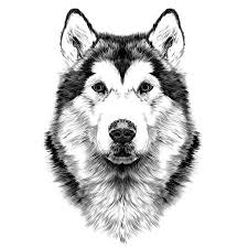 Race De Chien Alaskan Malamute Symetrie De La Tete Ressemble A Droite Croquis Graphiques Vectoriels Dessin Noir Et Blanc Sans Contour Dessin Noir Et Blanc Dessin Chien Chien