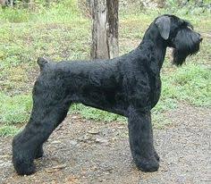 221 Best Black Russian Terrier Images In 2019 Black