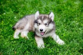 The alaskan malamute is a member of the working group and was first registered by the akc (american kennel club) in 1935. Alaskan Malamute One Of The World S Oldest Dog Breeds Veterinarians Org