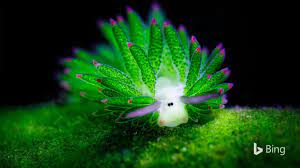 They look like a farm animal, act like a plant, and live in the sea! Perhaps You Can Understand Why This Tiny Sea Slug Is Sometimes Called The Sea Sheep Or Leaf Sheep It Grazes On Algae Jus Sea Slug Slugs Life Under The Sea