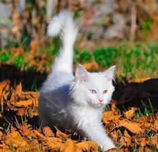 Van Kedisi 2020 Kedi Doga