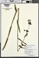 Image result for Fuirena leptostachya