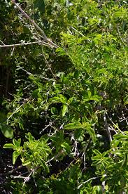 Image result for Croton inhambanensis