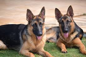 Resultado de imagem para pastor alemÃ£o exposiÃ§Ã£o