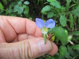 Image result for Commelina reptans