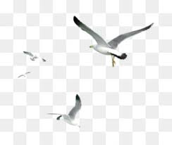 Gull Png Seagull Flying Seagull Seagull Black And White Seagull Beach Laughing Gull Cleanpng Kisspng Are you searching for flying seagulls png images or vector?