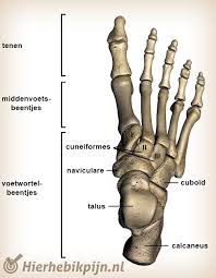 U heeft last van stijve en pijnlijke gewrichten. Anatomie Van De Voet Anatomie Hier Heb Ik Pijn