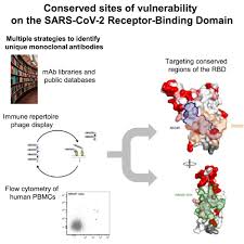 Antibody targeting of conserved sites of vulnerability on the SARS-CoV-2  spike receptor-binding domain: Structure