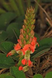 Image result for Indigofera spicata